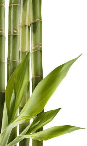 bamboo image