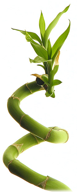 curved bamboo branch